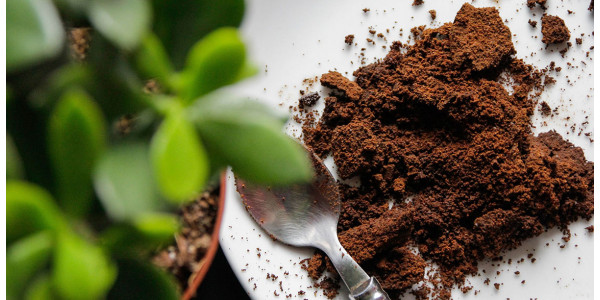 ¿Qué hacer con los posos de café usados? Consejos interesantes